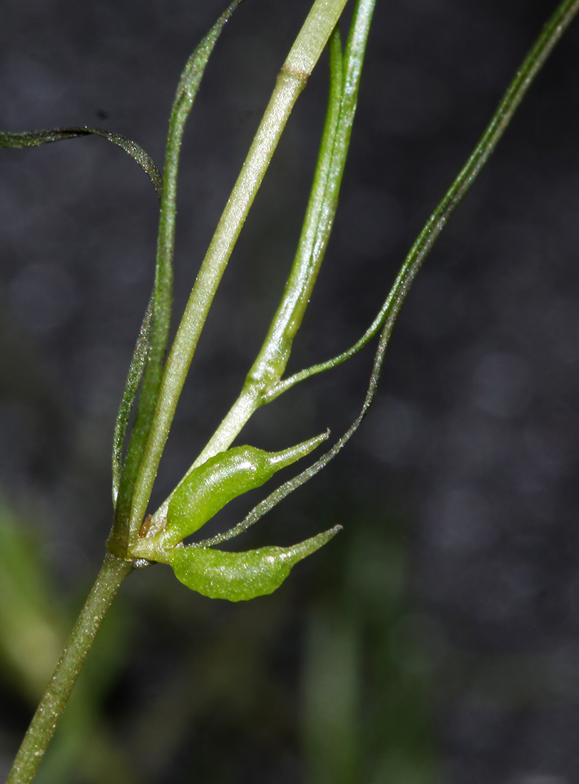 Изображение особи Zannichellia repens.