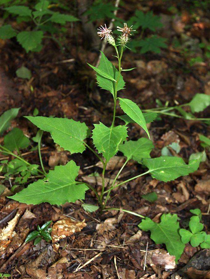Image of Saussurea subtriangulata specimen.