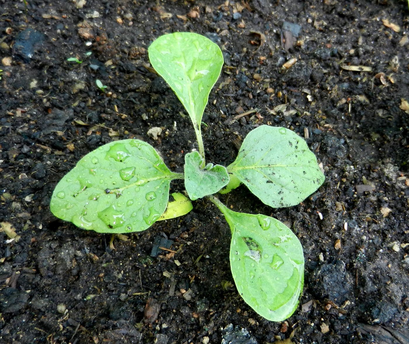 Image of Solanum melongena specimen.