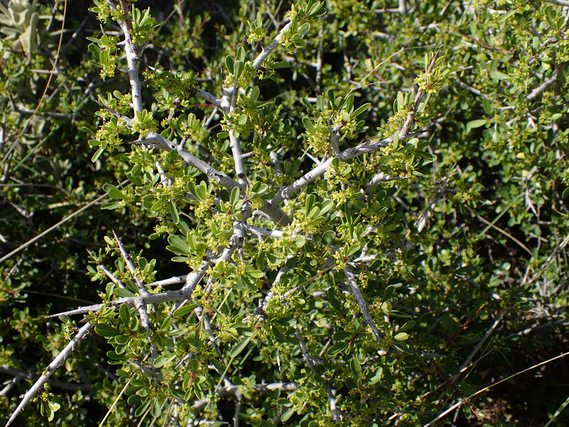 Image of Rhamnus lycioides ssp. oleoides specimen.