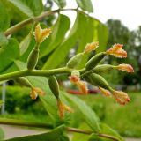 Juglans mandshurica. Женские цветки. Чувашия, г. Шумерля. 4 июня 2008 г.