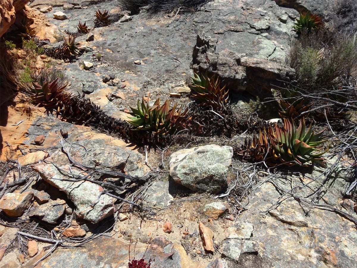 Image of Aloe perfoliata specimen.