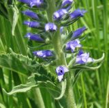 Veronica viscosula