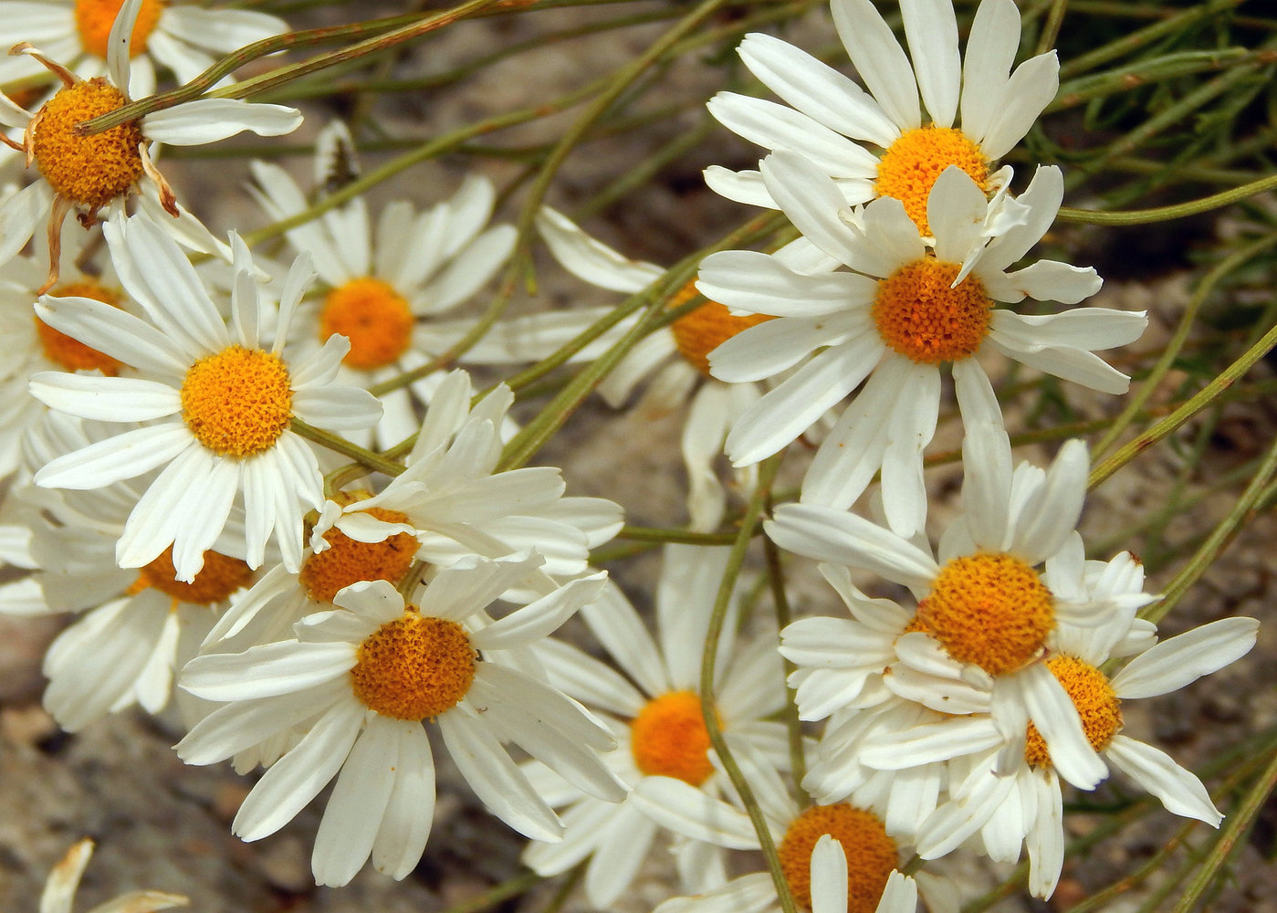 Изображение особи семейство Asteraceae.