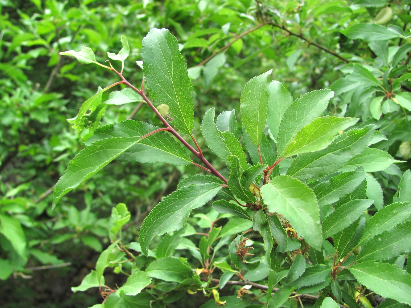 Изображение особи Prunus cerasifera ssp. caspica.