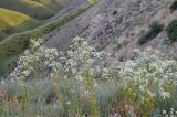 Lepidium ferganense