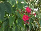 Jatropha integerrima