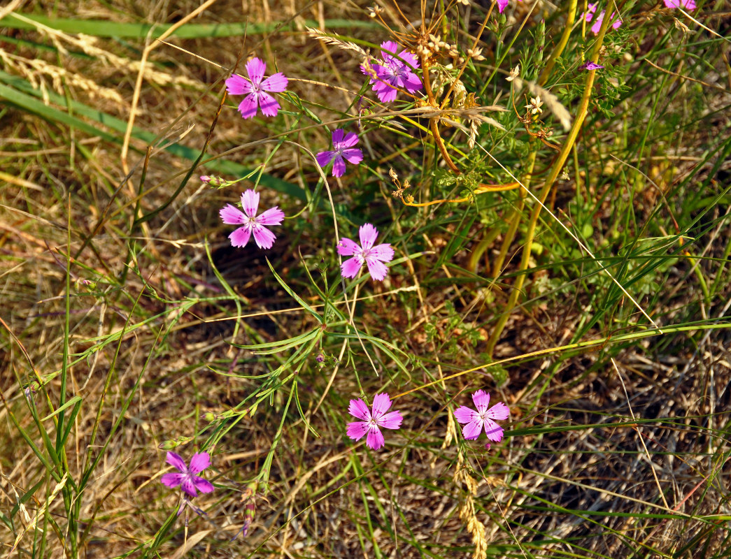 Изображение особи Dianthus versicolor.