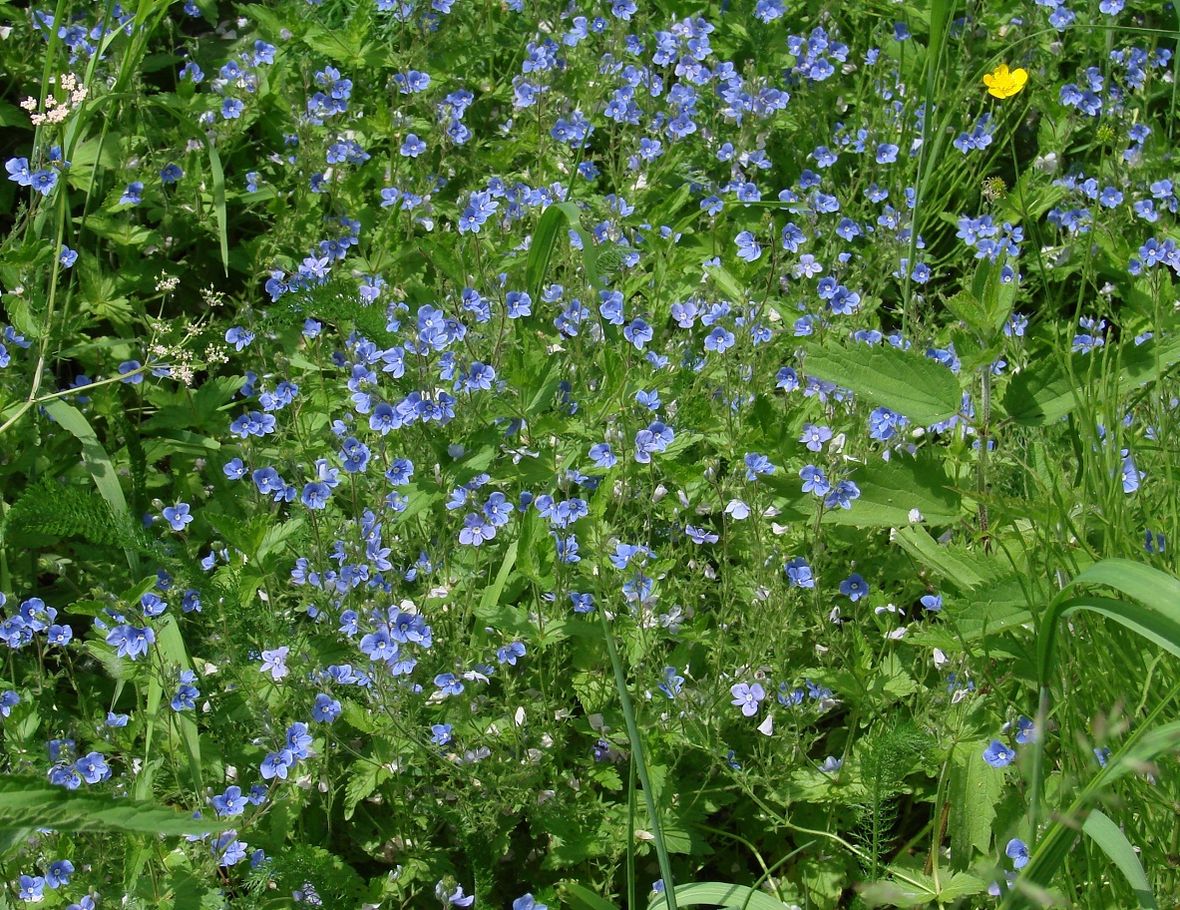 Image of Veronica chamaedrys specimen.