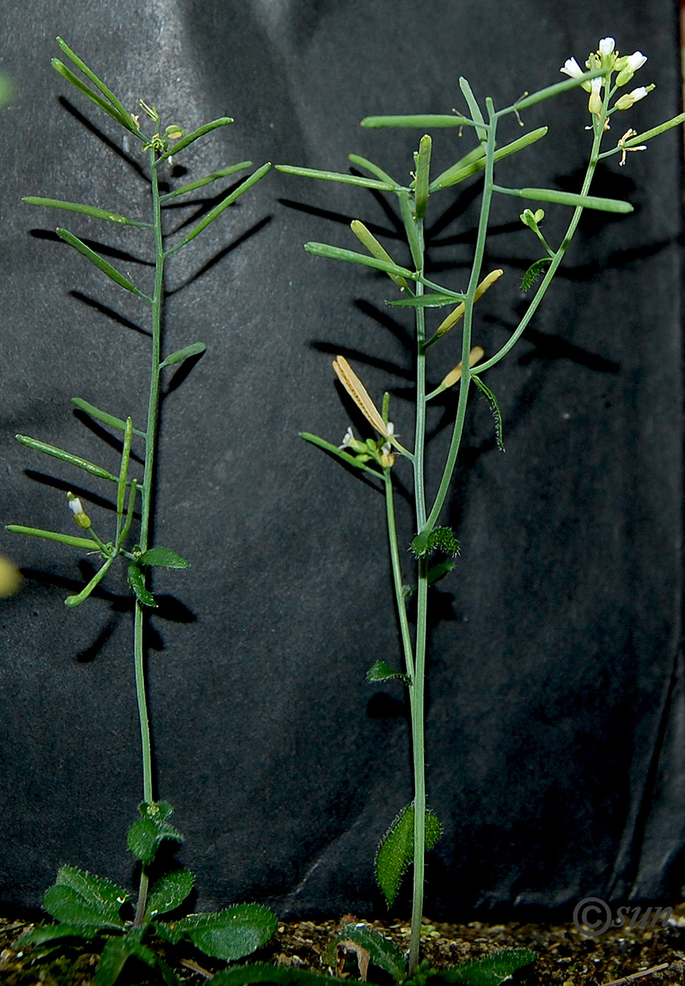 Image of Arabidopsis thaliana specimen.