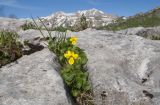 Viola caucasica. Цветущие растения. Кавказский биосферный заповедник, хр. Каменное Море, юго-восточный склон горы Нагой-Кош, ≈ 2050 м н.у.м., в расщелине скалы. 13.06.2016.