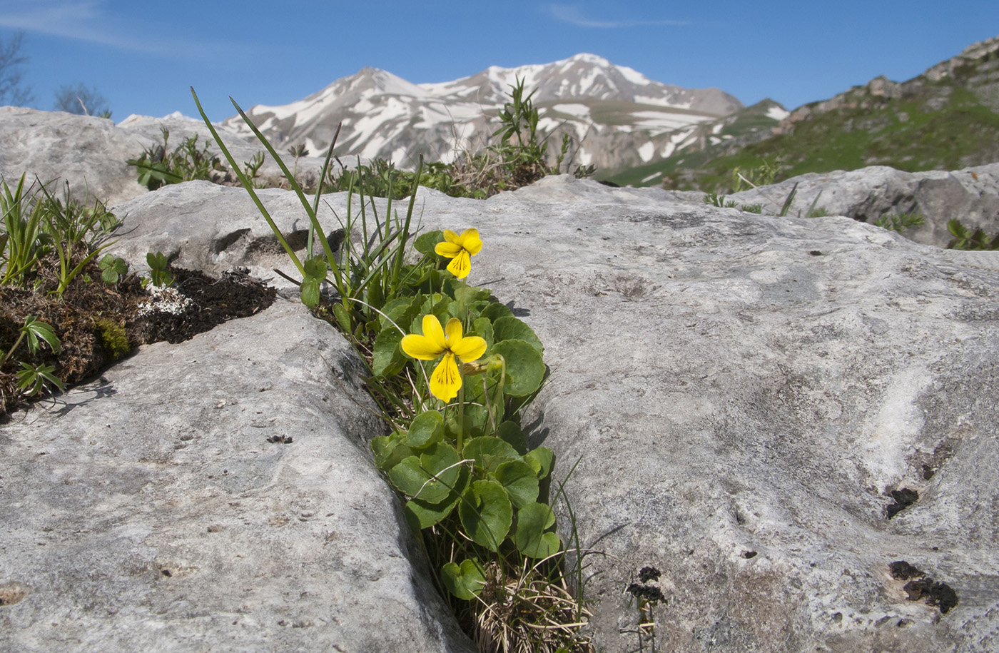 Изображение особи Viola caucasica.