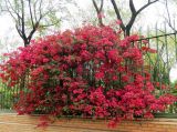 Bougainvillea glabra. Цветущее растение. Испания, автономное сообщество Андалусия, г. Севилья, сад Прадо-де-Сан-Себастьян на бульваре Португалия, в культуре. 21.04.2018.