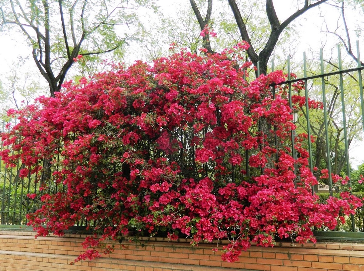 Image of Bougainvillea glabra specimen.