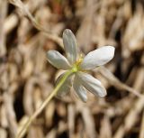 Anemone caerulea. Аномальный 6-членный цветок (вид со стороны цветоножки). Казахстан. Восточно-Казахстанская обл., Глубоковский р-н, окр. с. Тарханка, южный склон сопки. 10.05.2017.