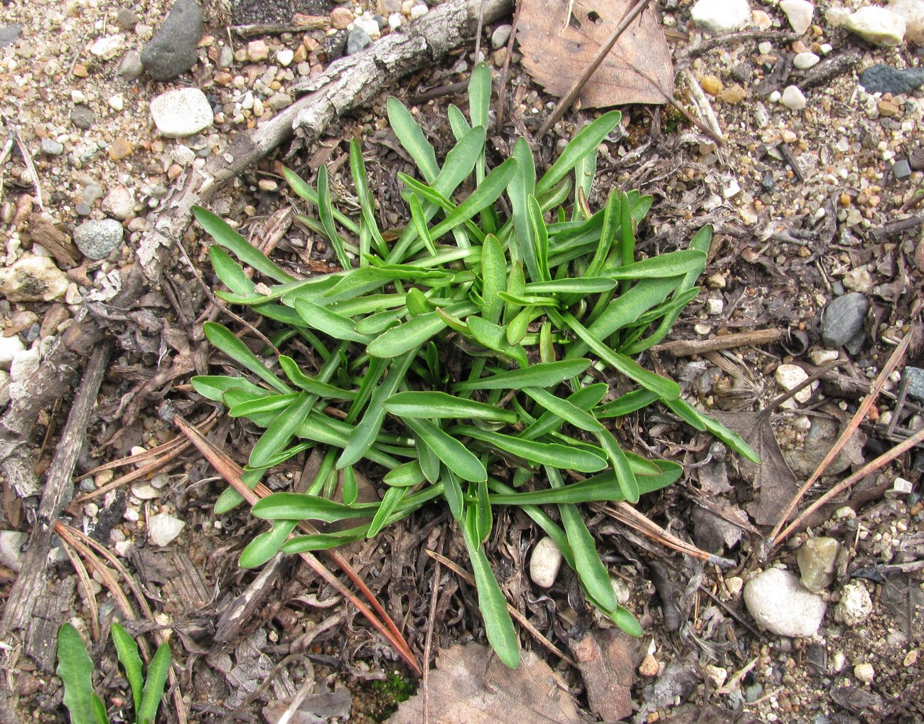 Image of Erigeron acris specimen.