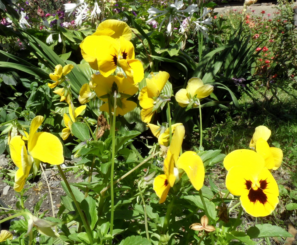 Image of Viola wittrockiana specimen.