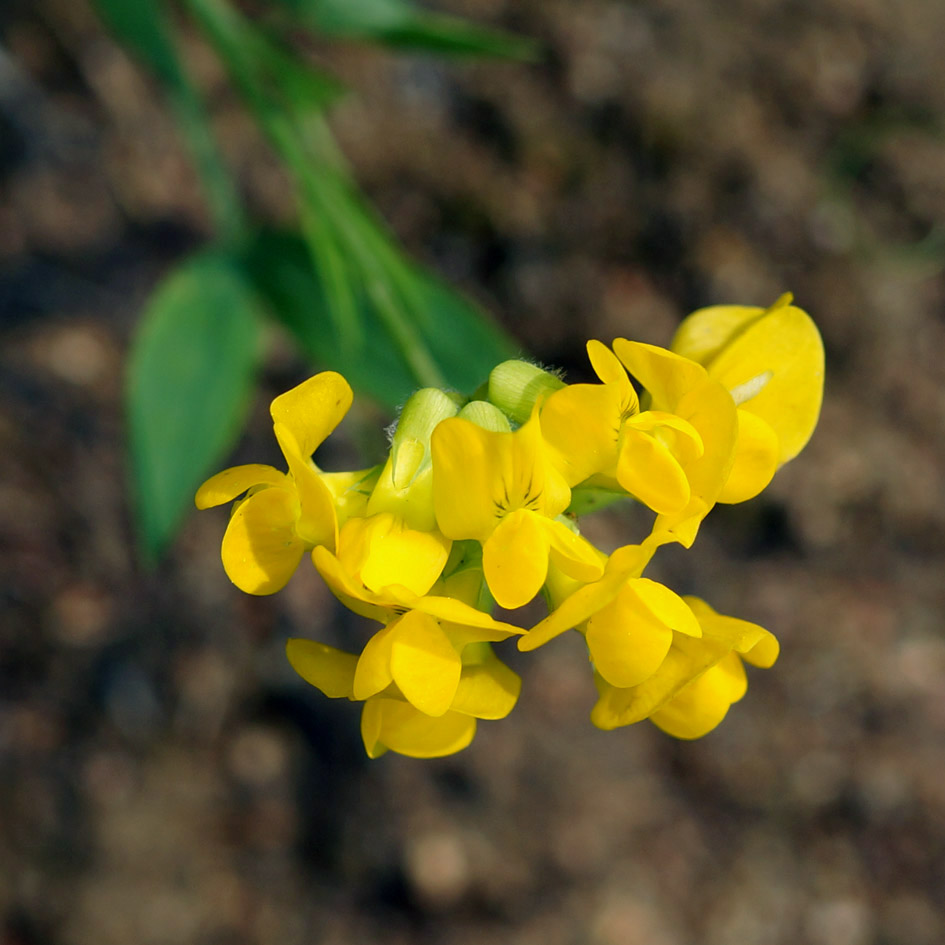 Изображение особи Lathyrus pratensis.