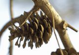 Pinus halepensis. Часть ветки и зрелая вскрывшаяся шишка. Греция, Эгейское море, о. Парос, холм Кефалос, окр. монастыря Св. Антония; каменистая пешеходная дорожка к монастырю. 31.10.2018.
