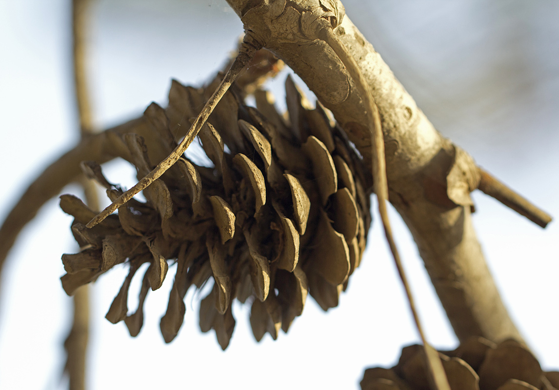 Image of Pinus halepensis specimen.