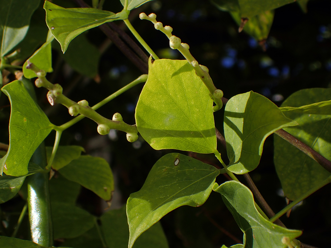 Image of genus Vigna specimen.