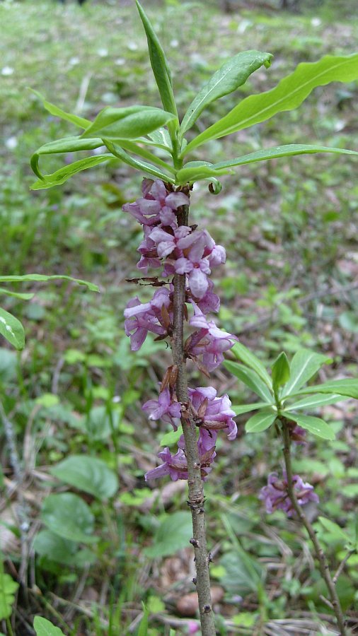 Image of Daphne mezereum specimen.