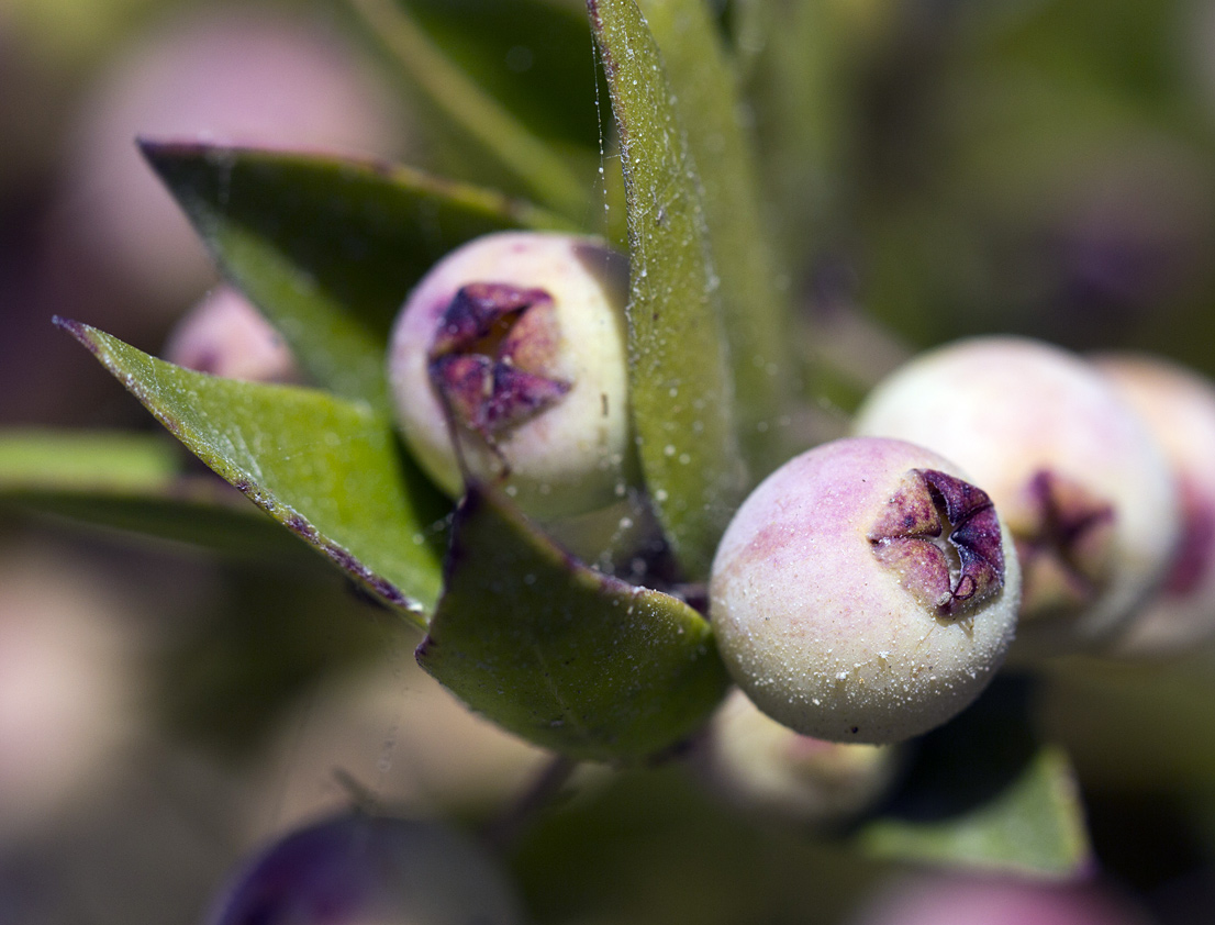 Image of Myrtus communis var. leucocarpa specimen.