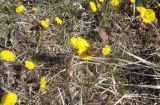 Tussilago farfara