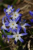 Chionodoxa forbesii. Соцветие. Ленинградская обл., Всеволожский р-н, окр. пос. Куйвози, садоводство, в культуре. 21.04.2019.