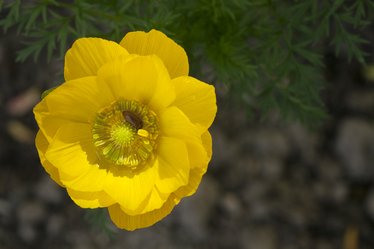 Image of Adonis apennina specimen.