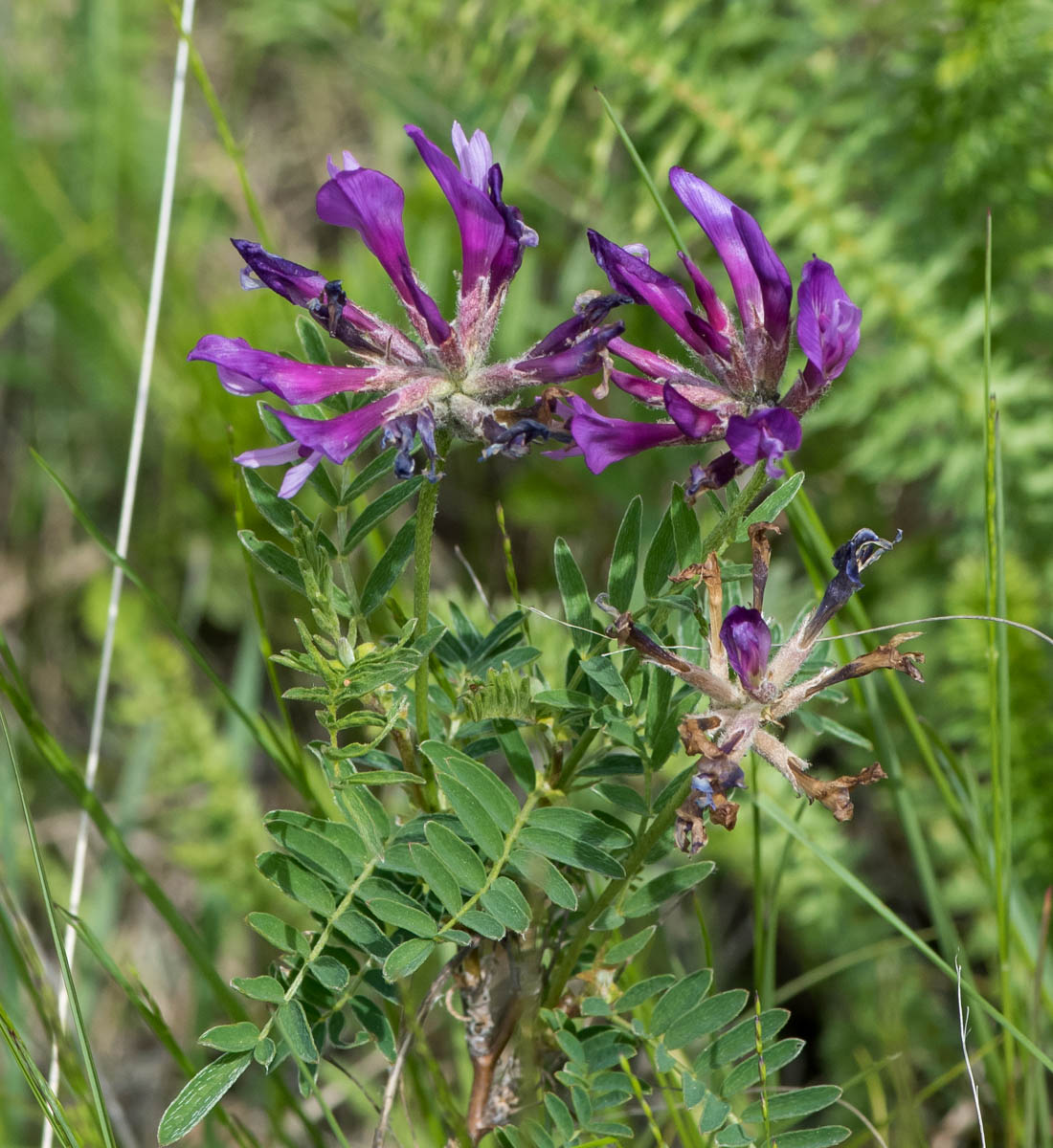 Изображение особи Astragalus austroaltaicus.