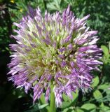 род Allium