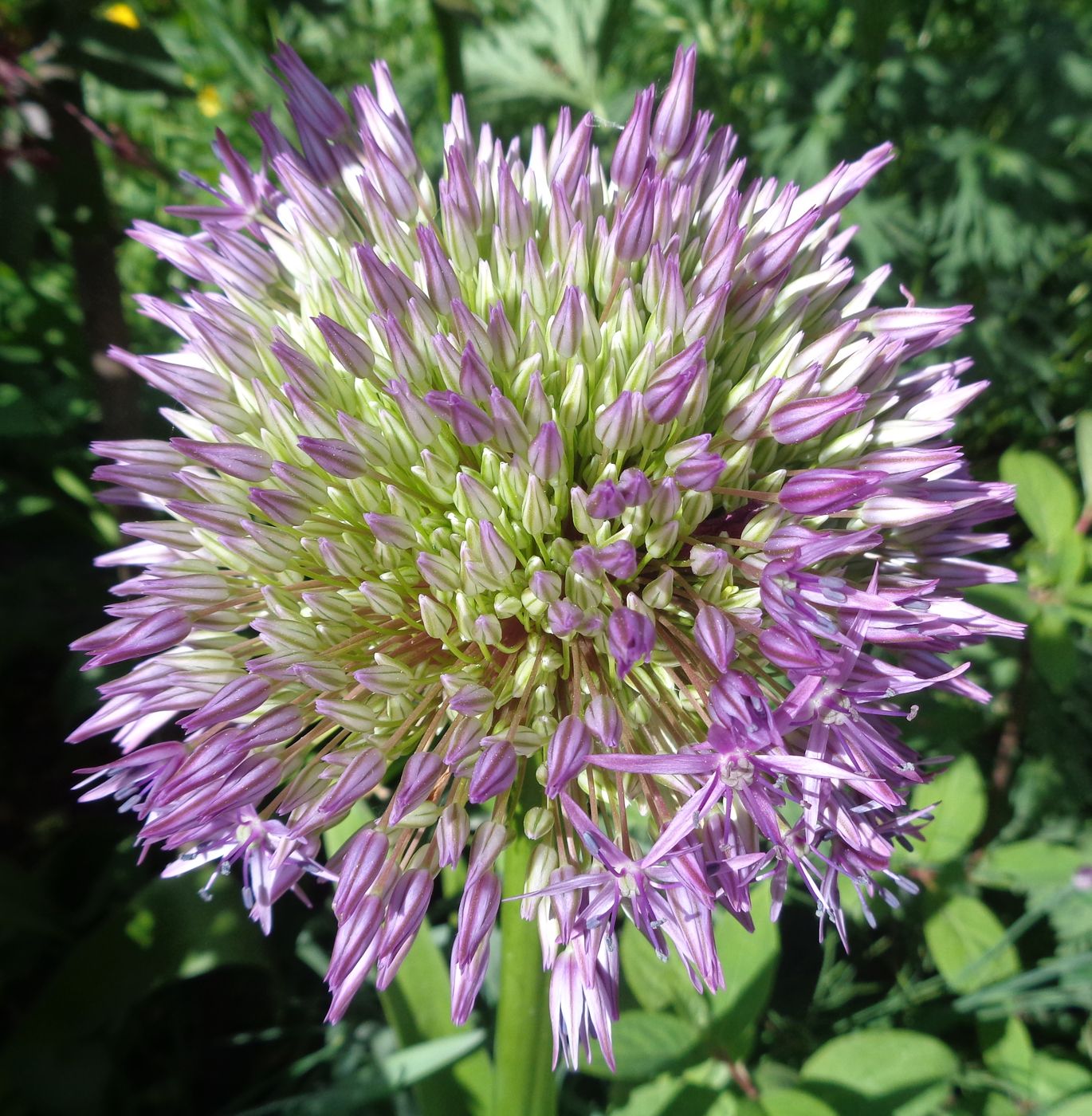Image of genus Allium specimen.