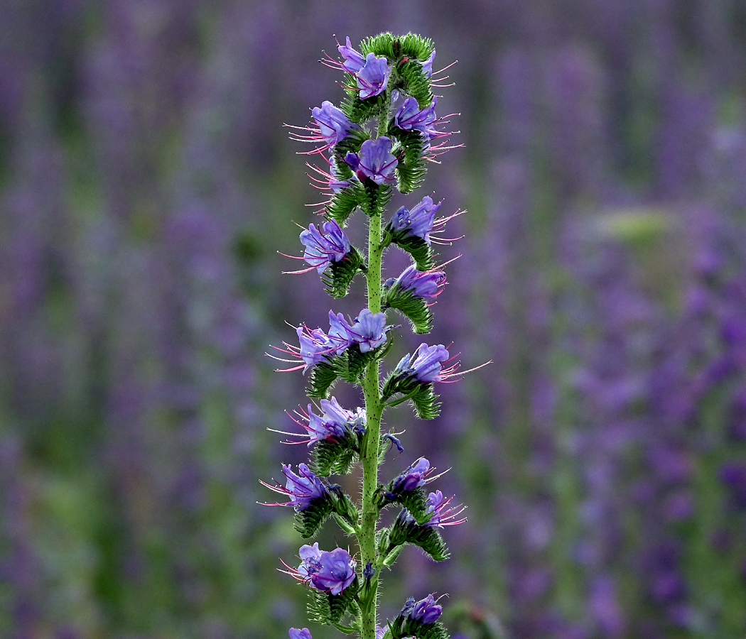 Изображение особи Echium vulgare.