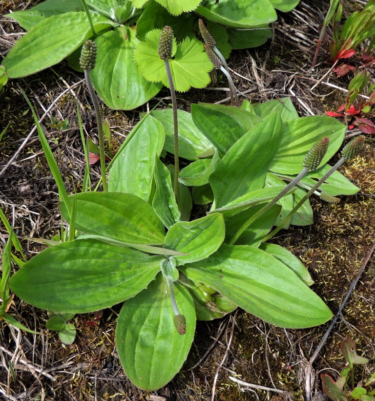 Изображение особи Plantago media.