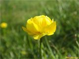 Trollius altissimus. Цветок. Украина, Ивано-Франковская обл., Украинские Карпаты, хребет Черногора, западный склон горы Данцеж, 1850 м н.у.м., субальпийский луг. 26.06.2019.
