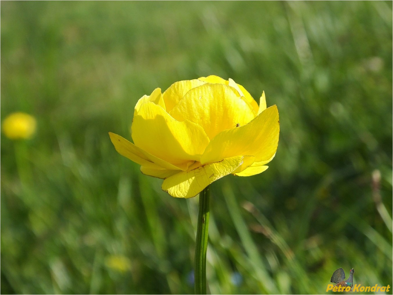 Изображение особи Trollius altissimus.