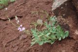 Hedysarum magnificum