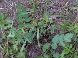 Pimpinella saxifraga