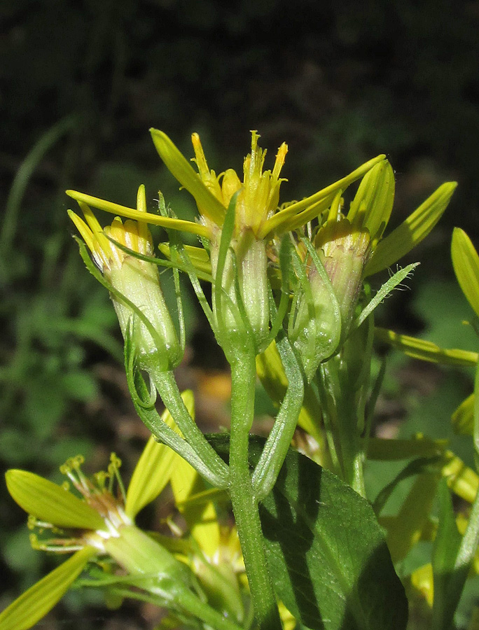 Image of Senecio propinquus specimen.