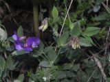 Lathyrus laxiflorus