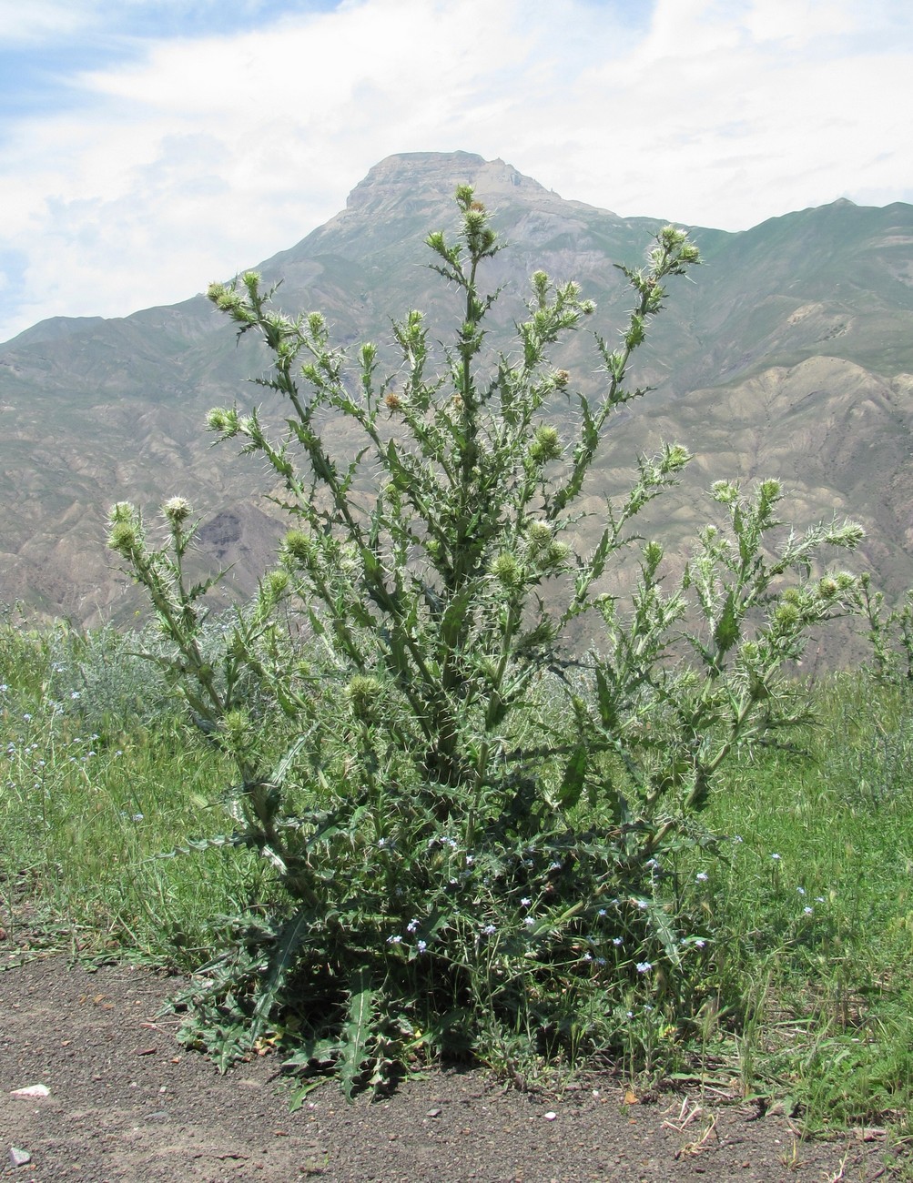 Изображение особи Cirsium echinus.