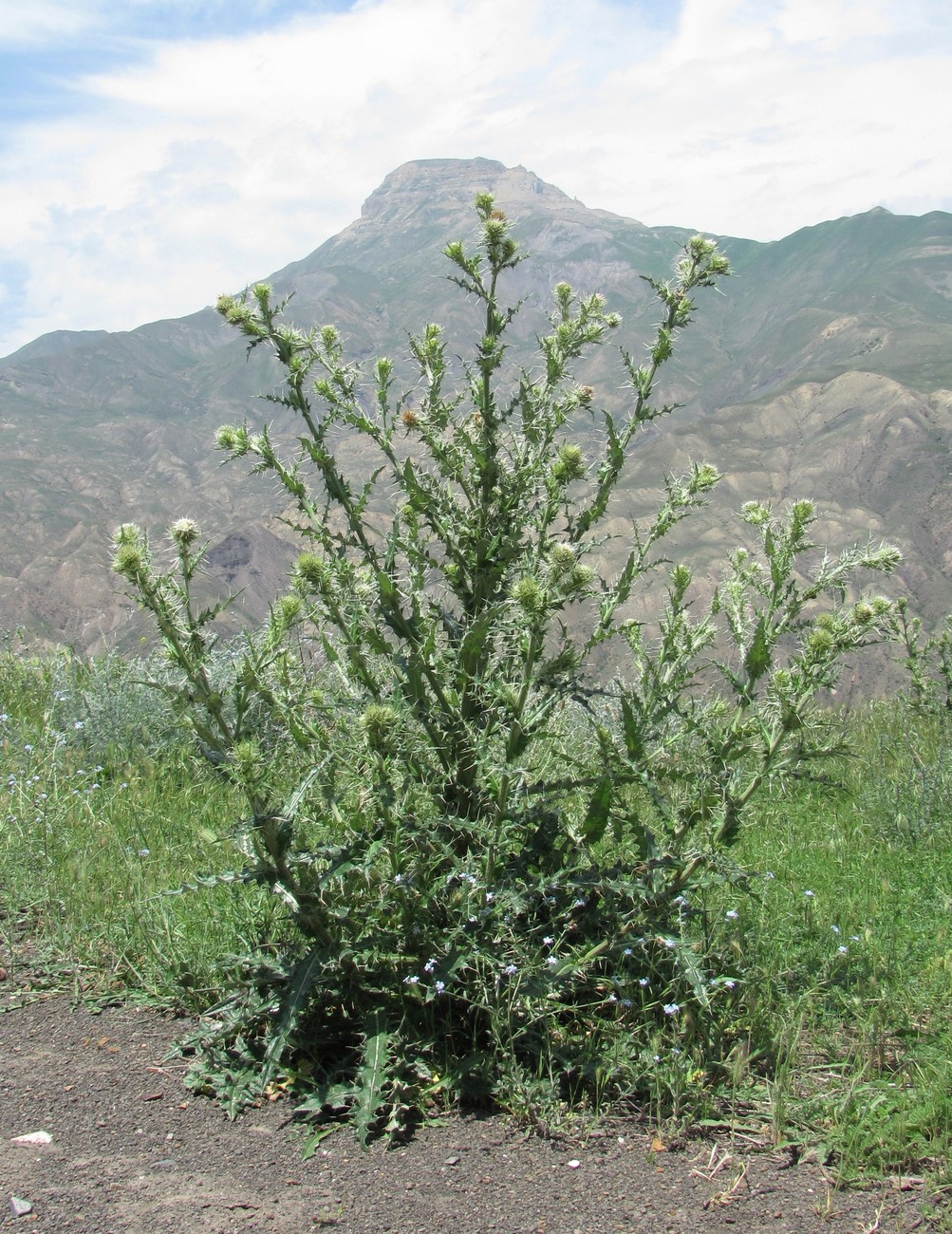 Изображение особи Cirsium echinus.