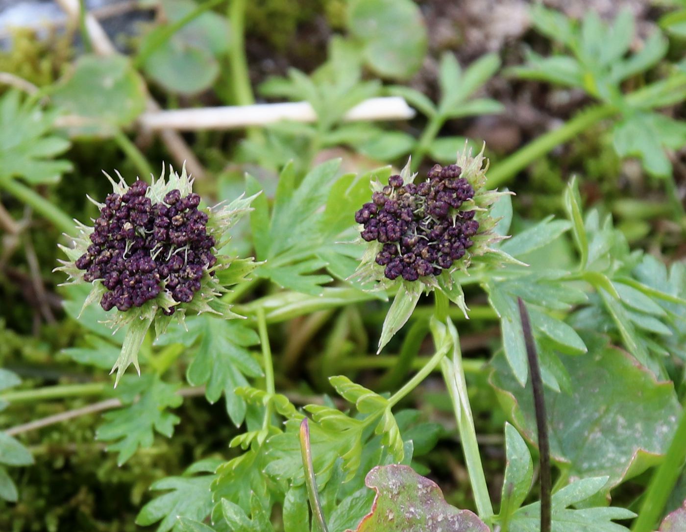 Изображение особи Pachypleurum alpinum.