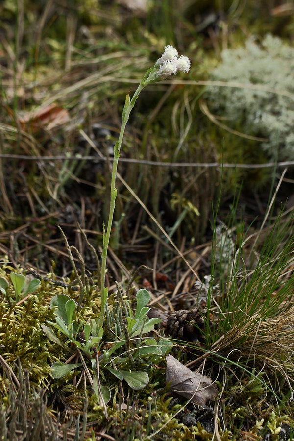 Изображение особи Antennaria dioica.