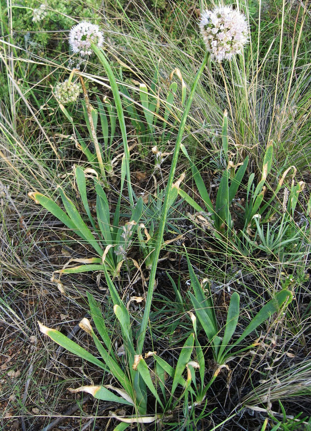 Image of Allium nutans specimen.