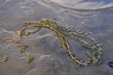 genus Myriophyllum