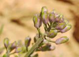 Dontostemon dentatus
