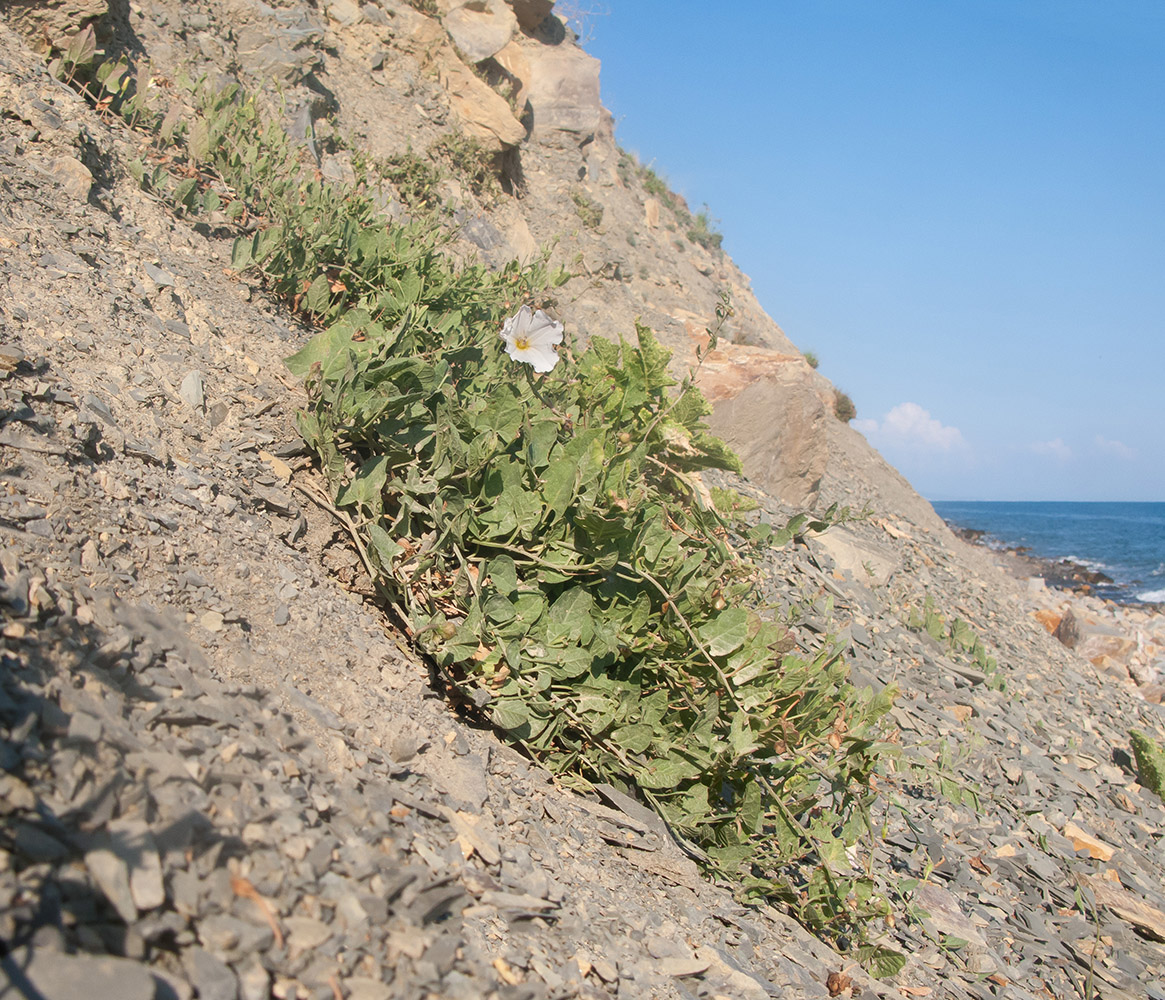 Image of Convolvulus arvensis specimen.