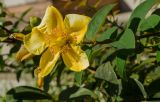 Hypericum hookerianum